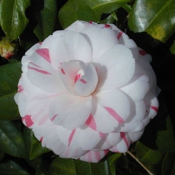 Camellia japonica 'La Peppermint', planta de inicio de 3 pulgadas
