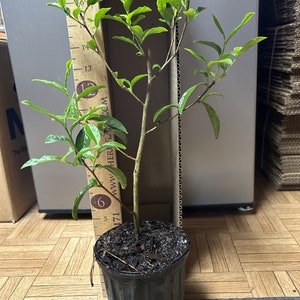 Camellia sinensis (live tea plant propagated from plants at former Lipton Tea plantation) Quart Pot