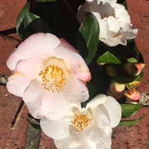 Camellia hybrid 'Quintessence' 3inch starter