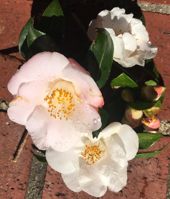 Camellia Hybrid 'quintessence' (quart Pot) - Etsy Hong Kong