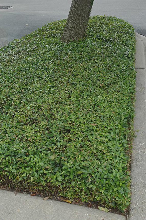 Asiatic Jasmine Ground Cover /one Dozen 3.5