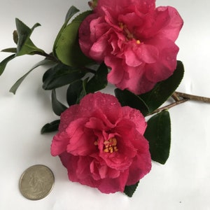May include: Two pink camellia flowers with green leaves and water droplets. A US quarter is included for scale.