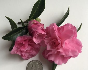 Camellia sasanqua 'Chansonette'.  (Starter Plant in 3 inch pot)