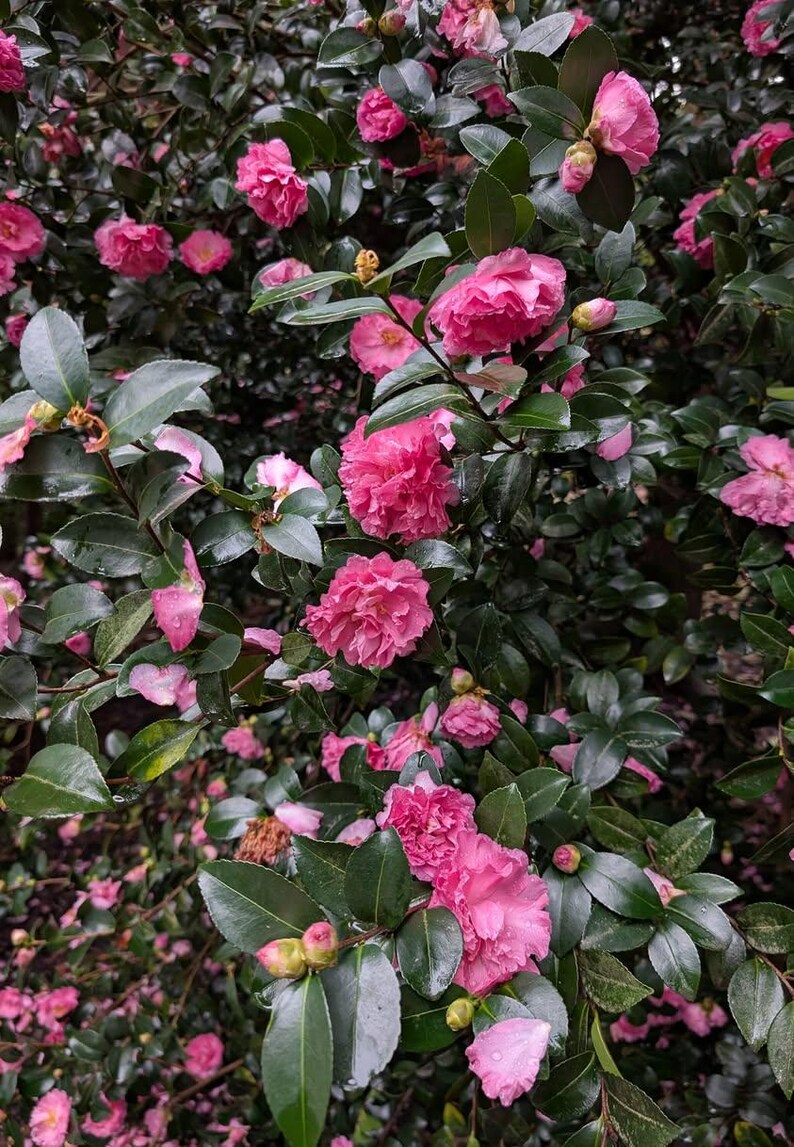 OldSouthCamellias Camellia sasanqua - Thumbnail 3