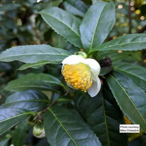 Camellia sinensis (live tea plant propagated from plants at former Lipton Tea plantation)  Starter Plant.