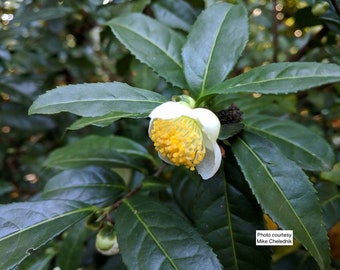 Camellia sinensis (live tea plant propagated from plants at former Lipton Tea plantation)  Starter Plant.