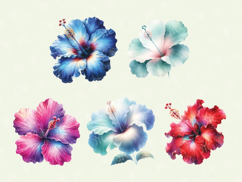 May include: Six watercolor paintings of hibiscus flowers in various colors, including blue, pink, red, and white.