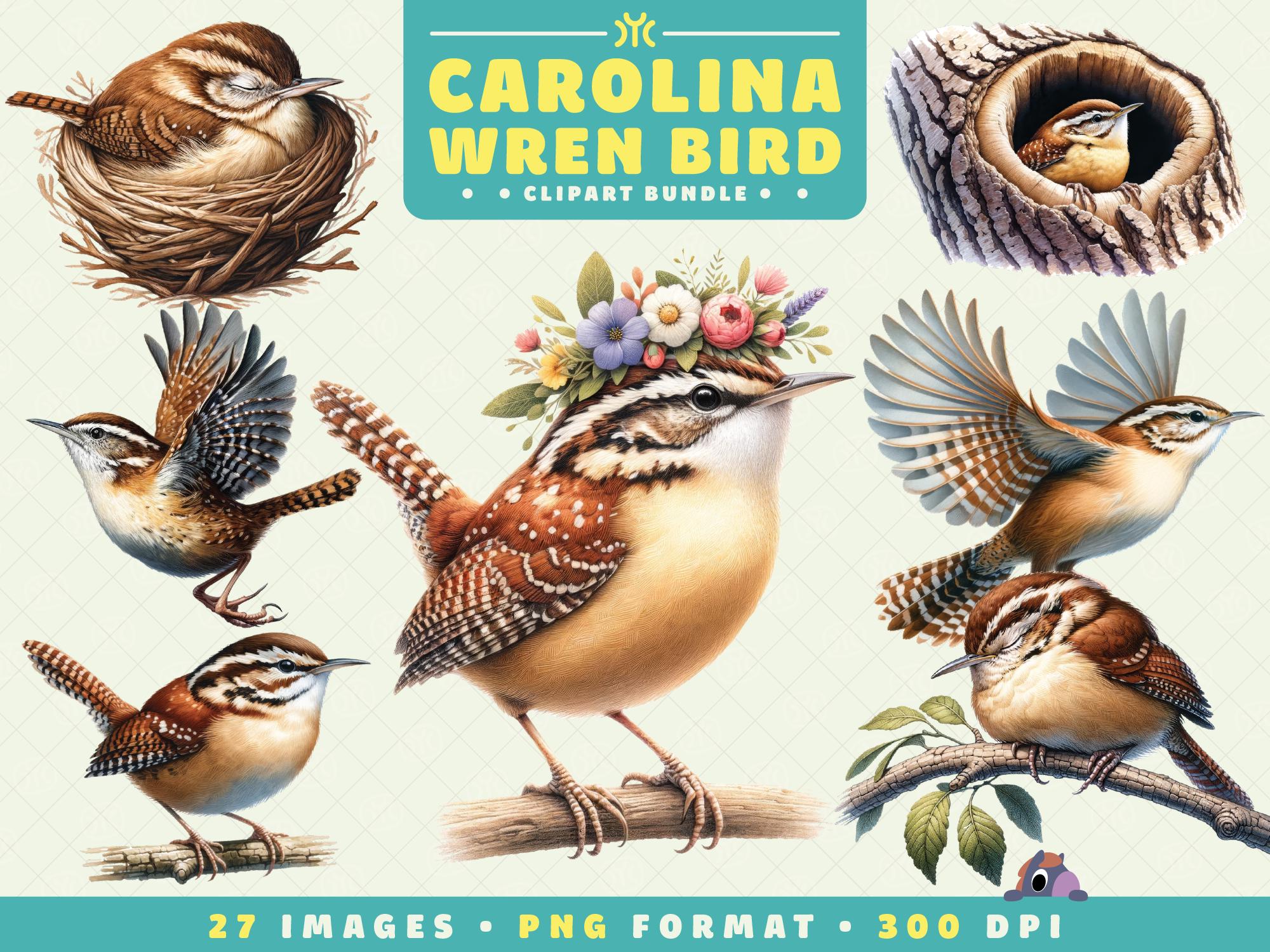 Carolina Wren Bird Clipart, 27 plików PNG, wysoka rozdzielczość, Bird PNG, Wildlife Art do scrapbookingu, zaproszenia, rękodzieło, pobieranie cyfrowe