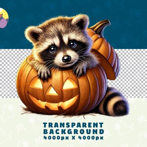 Puede incluir: Un lindo mapache asom&aacute;ndose a una calabaza tallada con una cara sonriente. El mapache tiene ojos negros y una nariz negra. La calabaza es naranja y tiene un tallo verde.