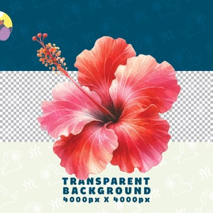 May include: A vibrant pink and red hibiscus flower with a yellow center, isolated on a transparent background. The flower has five petals and is in full bloom.