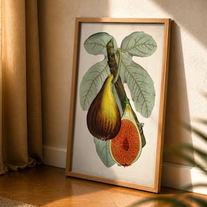 Antiker Feigendruck, Botanische Kunst der Feige (Ficus carica), Illustration von J. L. Macfarlane