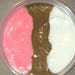 Neapolitan ice cream slime