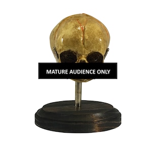 Fetus Skull Specimen Oddity on Wood Display