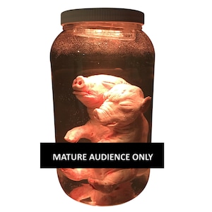 Plastic Fetal Pig Siamese Twin Piglet Conjoined Pickled Fetus Gaff Two Headed Specimen