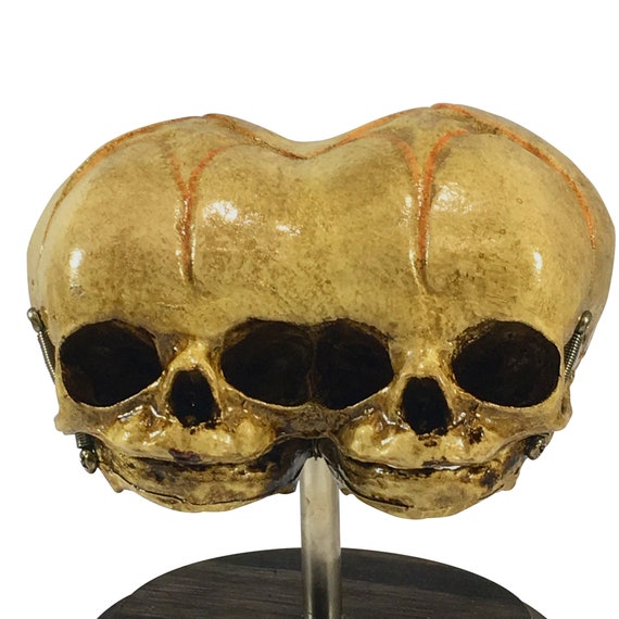 ３個で！トリニティー スカル TRINITY SKULL Triclops Siamese Twin 3-eyed Skull on Display - Etsy