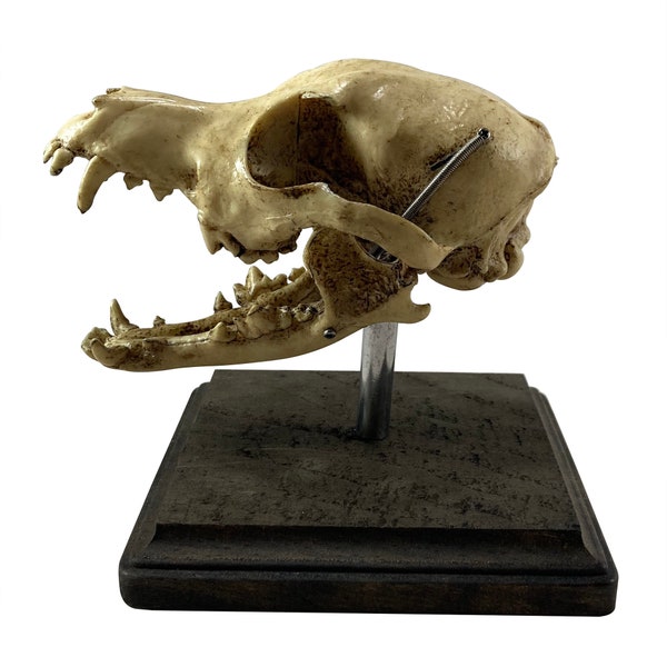 Medical Dog Skull Specimen Medical Model Oddity