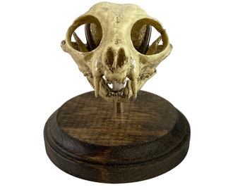 Medical Cat Skull Replica Specimen Oddity Display