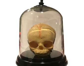 Human Baby Fetus Skull Specimen