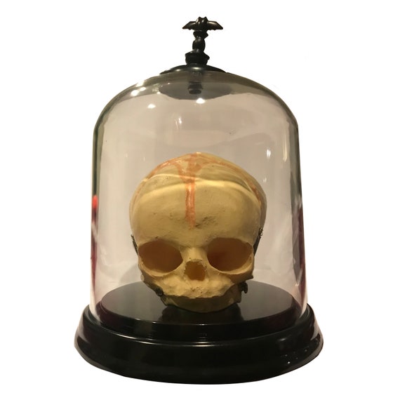 Human Baby Fetus Skull Specimen
