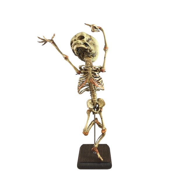 Danse Macabre Vintage Human Fetal Skeleton Fetus Oddity Medical Specimen Baby