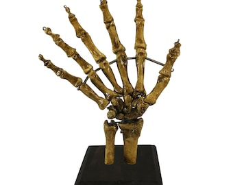 Bizarre replica! 6 Finger Skeleton Hand Oddity Medical Specimen