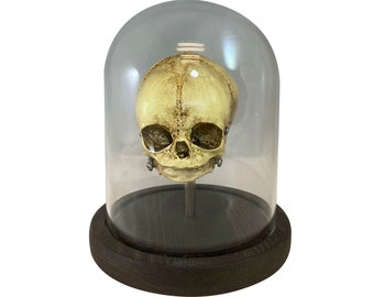 Fetus Skull with Glass Bell Jar Bell Jar Medical Specimen Display Oddity