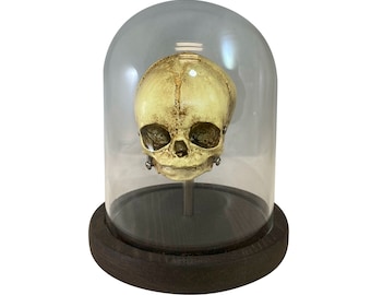 Fetus Skull Replica Aged Medical Oddity Display