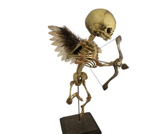 Cupido Feto Scheletro Angelo Stranezza di San Valentino