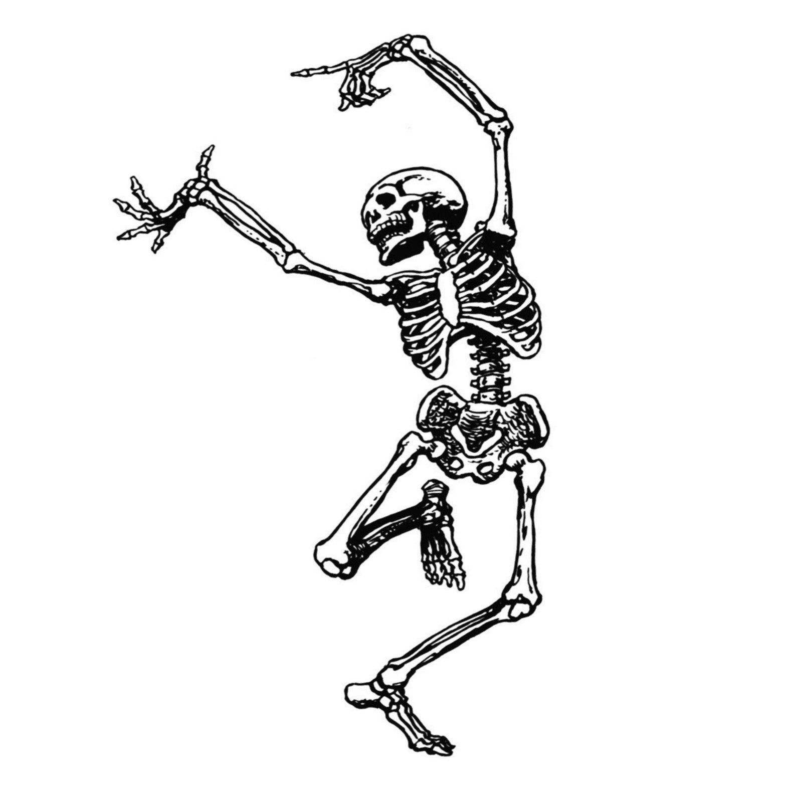 Danse Macabre Vintage Human Fetal Skeleton Fetus Oddity - Etsy