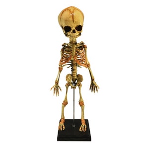 Human Fetal Skeleton Anatomical Fetus Oddity Medical Specimen Baby