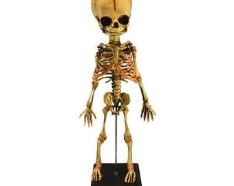 Human Fetal Skeleton Anatomical Fetus Oddity Medical Specimen Baby