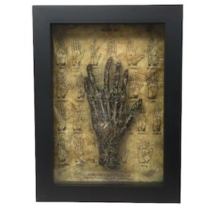 Bizarre! Cursed 6 Finger Six Finger Faux Monkey Paw Medical Specimen Frame with Spiderwebs