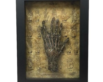 Bizarre! Cursed 6 Finger Six Finger Faux Monkey Paw Medical Specimen Frame with Spiderwebs