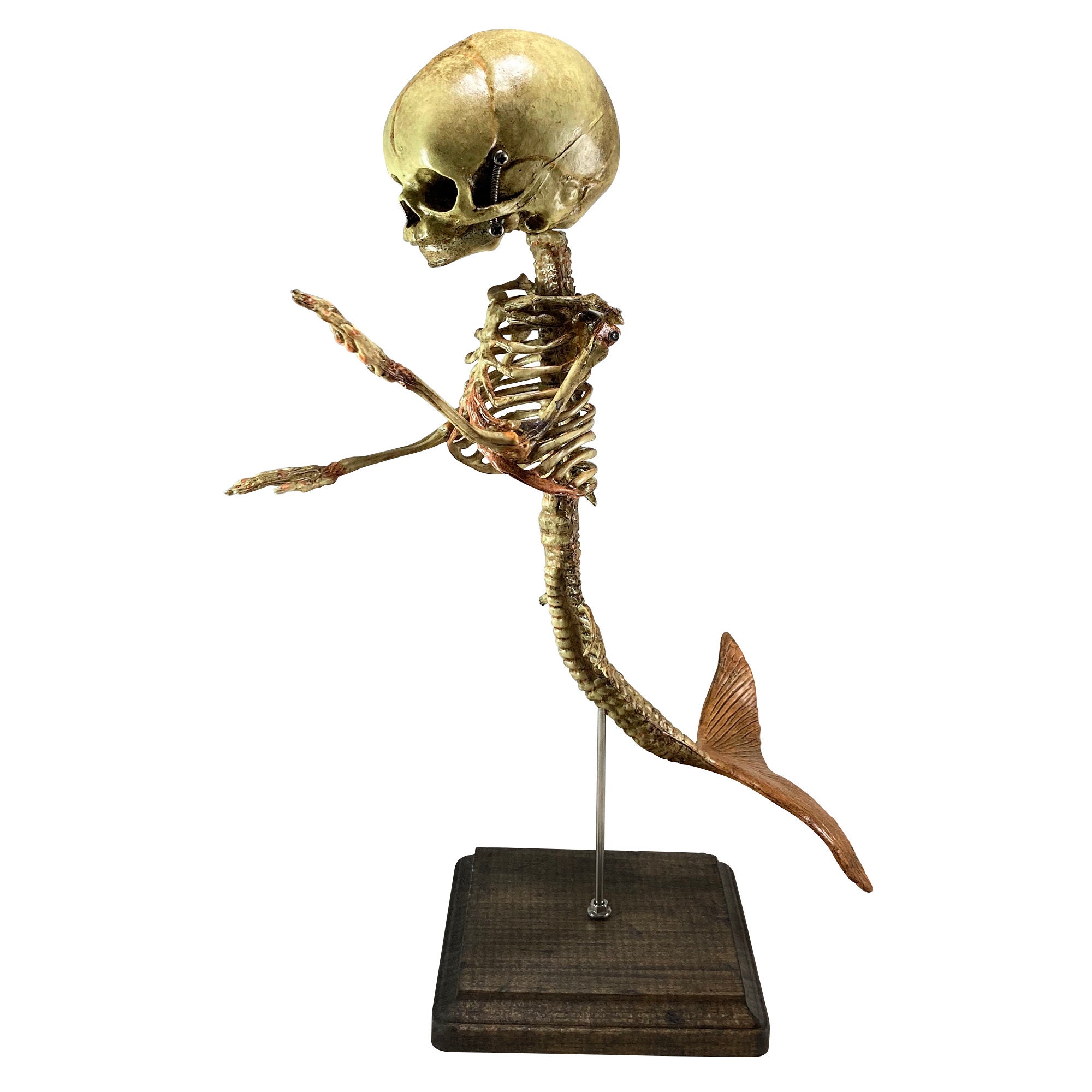 Fetus Mermaid Skeleton Medical Display Oddity Fiji Mermaid Oddity