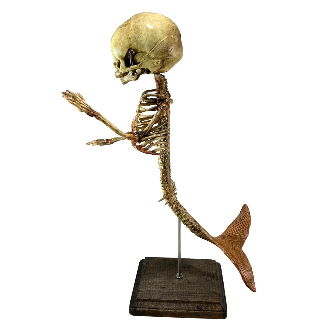 Vintage Fetus Mermaid Skeleton Medical Display | Etsy