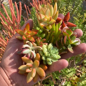 Op de afbeelding: Een verzameling vetplanten in verschillende kleuren, waaronder groen, rood en geel. De vetplanten zijn in een hand gerangschikt, met de toppen van de bladeren zichtbaar.