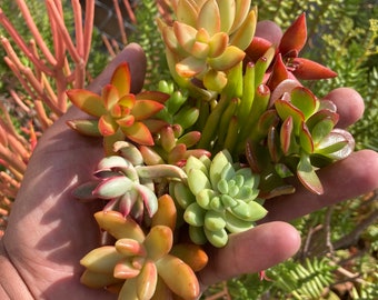 5 Pack Colorful Succulent Clippings plus bonus