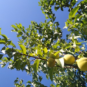 Peach Seeds - Ice peach or Ivory peaches - Peche de Vigne - Amygdalus Persica Linn - 25 cold resistance