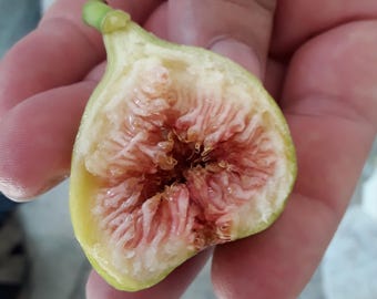 Romanian Fig 2 cuttings  - Hardy Zone 5 Fig - Acclimatized in Romania