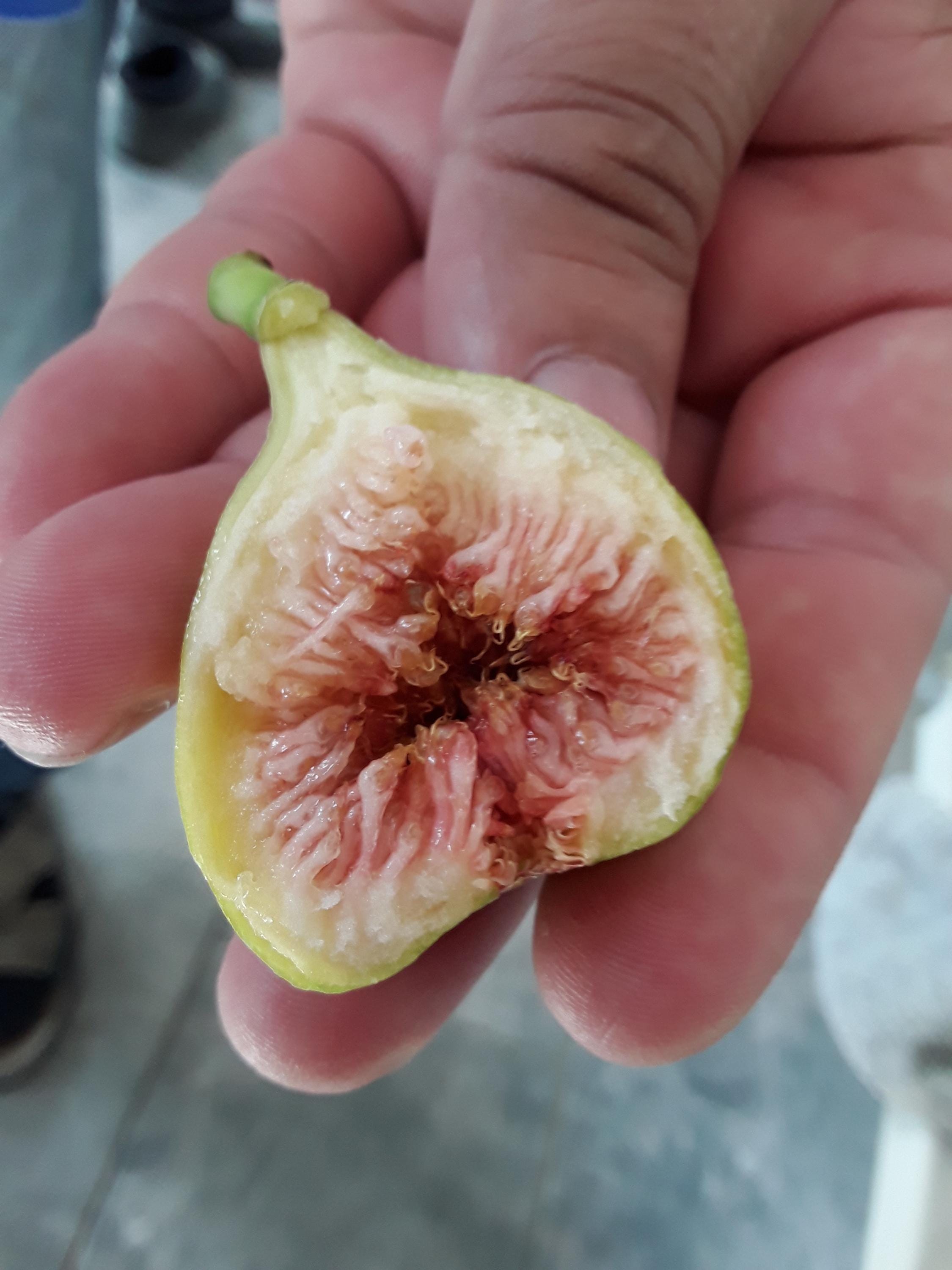 【Figumania】 Romanian Fig 2 Cuttings - Hardy Zone 5 Fig - Acclimatized in