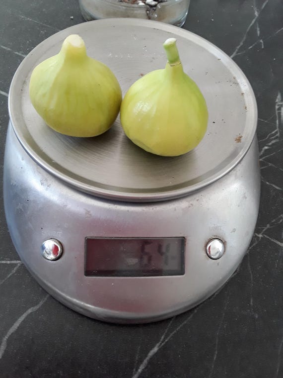 【Figumania】 Romanian Fig 2 Cuttings - Hardy Zone 5 Fig - Acclimatized in