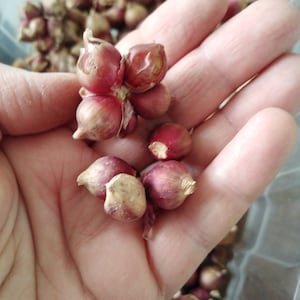Egyptian Walking Onions, Bulblets, Perennial Onions, Non GMO