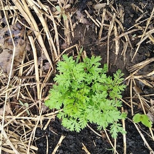 10000 +++ seeds - SWEET WORMWOOD 0.50 gr  Artemisia Annua Sweet Annie Mugwort Sagewort Fragrant Herb Seeds