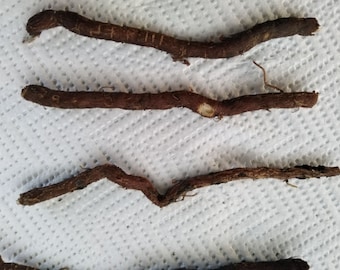 Paulownia 9501 - Petites boutures de racines d'arbre résistantes au froid