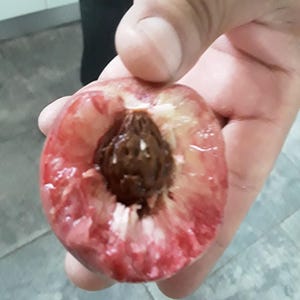 Red Core Peach Seeds: Peche de Vigne, Hardy Zone 4, Self-Fertile