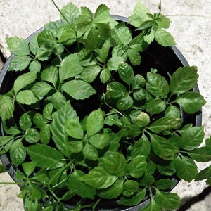 Gynostemma pentaphyllum - Jiaogulan 15 seeds