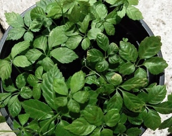 Gynostemma pentaphyllum - Jiaogulan 15 seeds