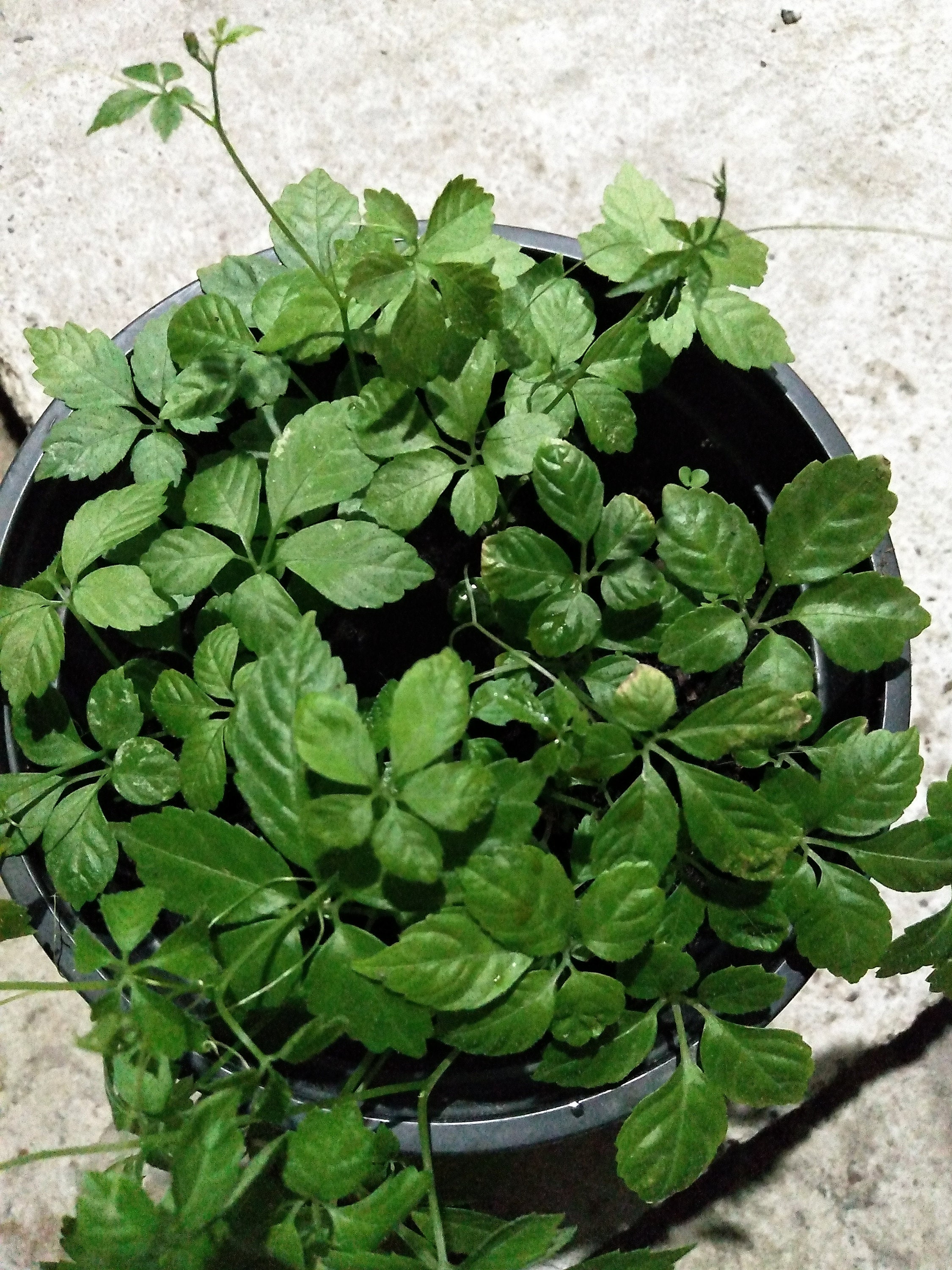 Gynostemma Pentaphyllum - Jiaogulan 15 Seeds - Etsy