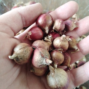 Egyptian Walking Onions,Perennial Onions, Fresh BIG Onion Bulblets.  cold resistant zone 4 USDA