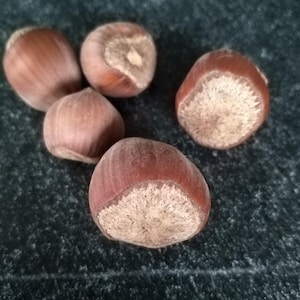 Puede incluir: Cinco avellanas marrones con una superficie rugosa y texturizada. Las avellanas están sobre un fondo gris oscuro.